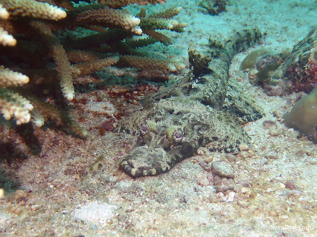 Crocodile fish at Uepi Point diving Uepi in the Solomon Islands by Diveplanit