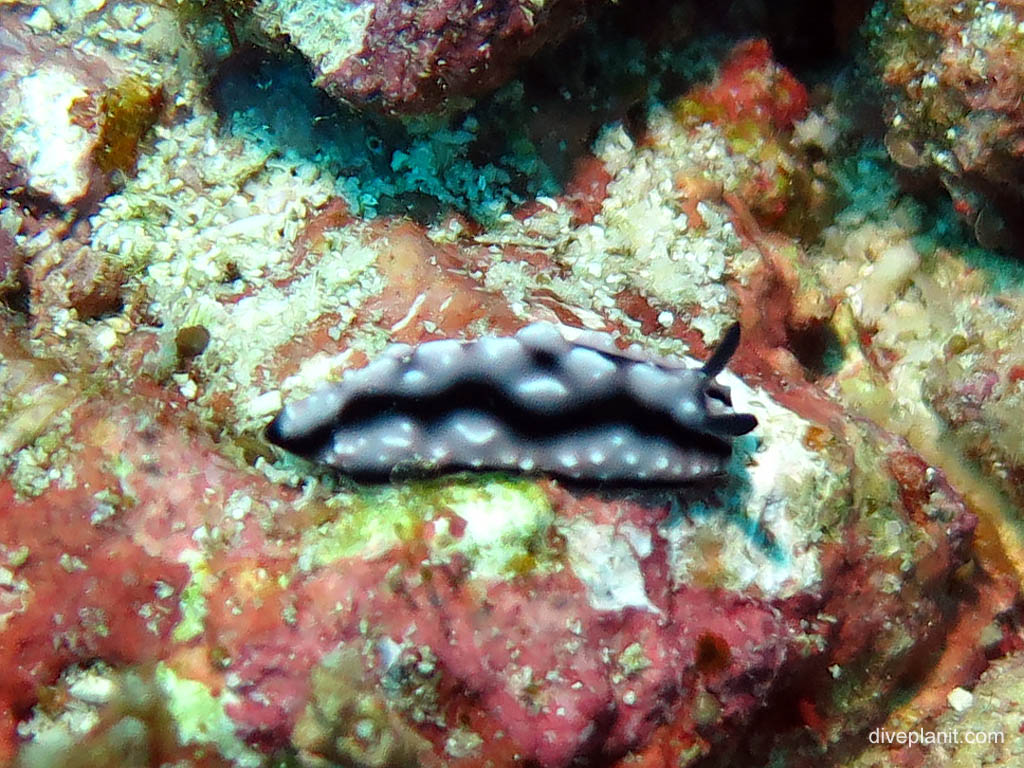 Nudi at Chanapoana Point diving Uepi in the Solomon Islands by Diveplanit