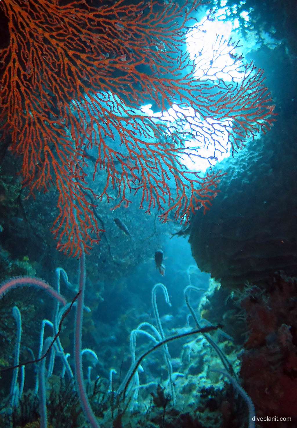 Lots of hollows - Whip coral and seafans in silhouette at Chanapoana Point diving Uepi in the Solomon Islands by Diveplanit