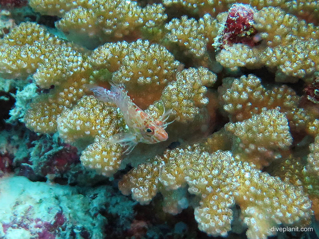 Dwarf hawkfish at Chanapoana Point diving Uepi in the Solomon Islands by Diveplanit