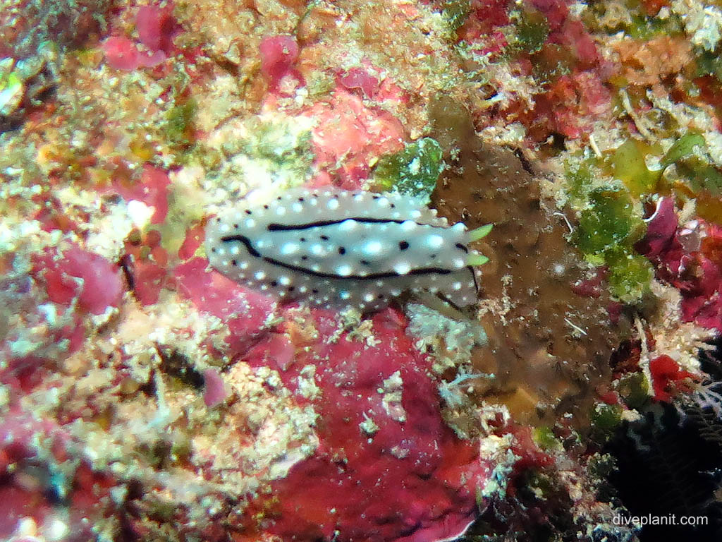 Nudi at Chanapoana Point diving Uepi in the Solomon Islands by Diveplanit