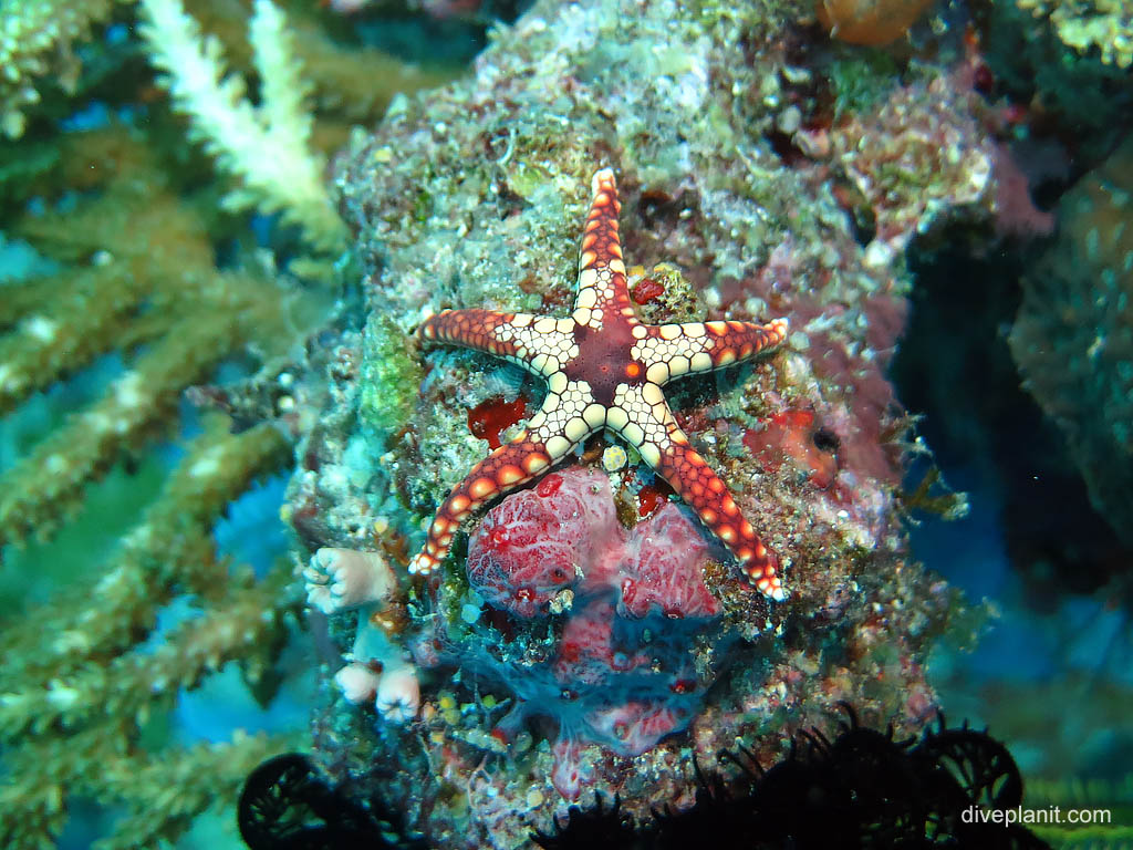 Heffernans seastar at Chanapoana Point diving Uepi in the Solomon Islands by Diveplanit