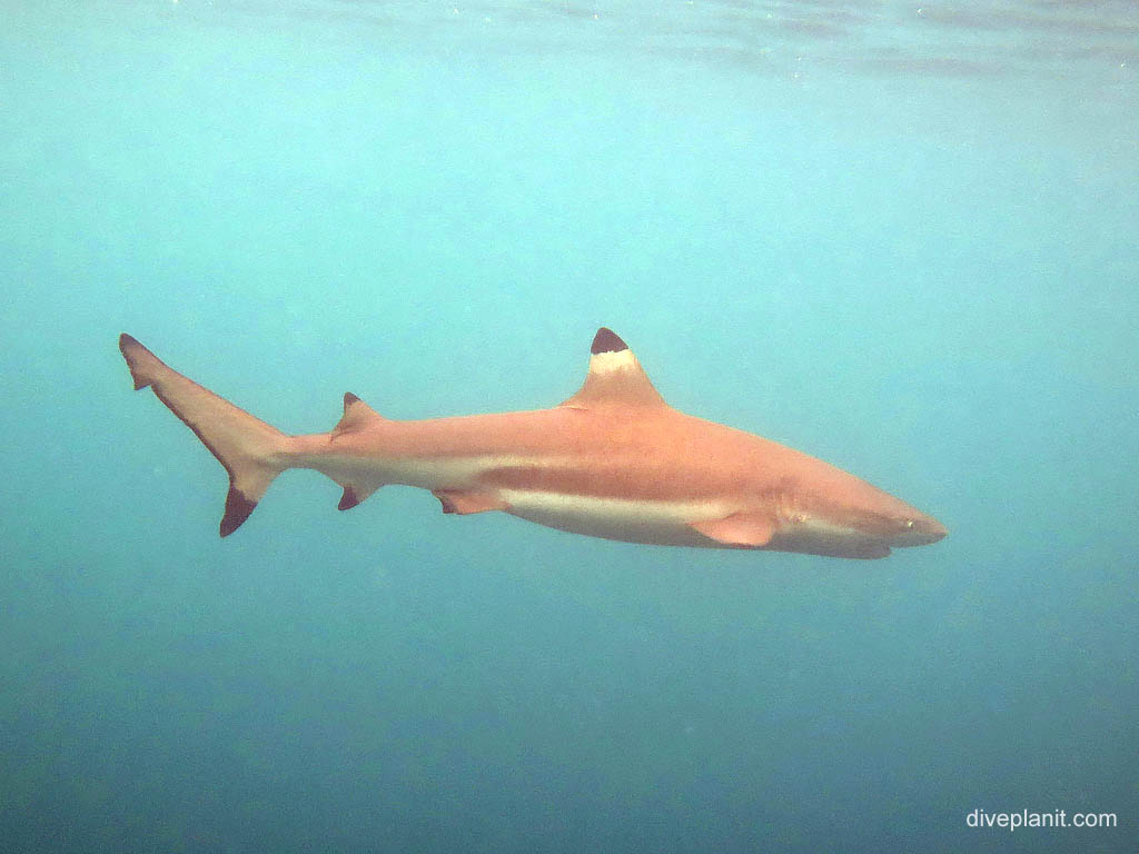 Black tipped reef shark on the snorkel at the morning jetty snorkel diving Uepi in the Solomon Islands by Diveplanit