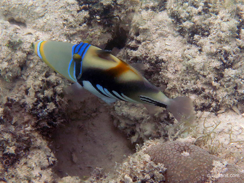 Foxface couple at jetty snorkel diving Uepi in the Solomon Islands by Diveplanit