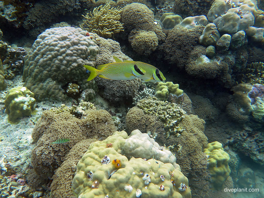 New Wrasse - grill wrasse at jetty snorkel diving Uepi in the Solomon Islands by Diveplanit