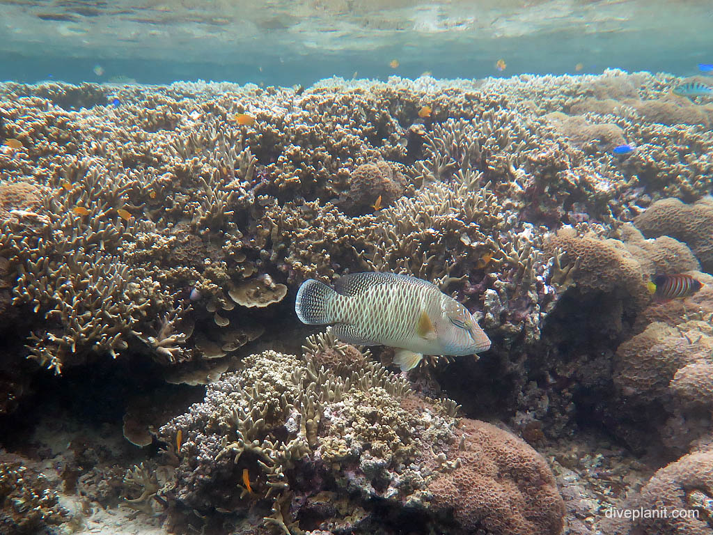 New Wrasse - grill wrasse at jetty snorkel diving Uepi in the Solomon Islands by Diveplanit