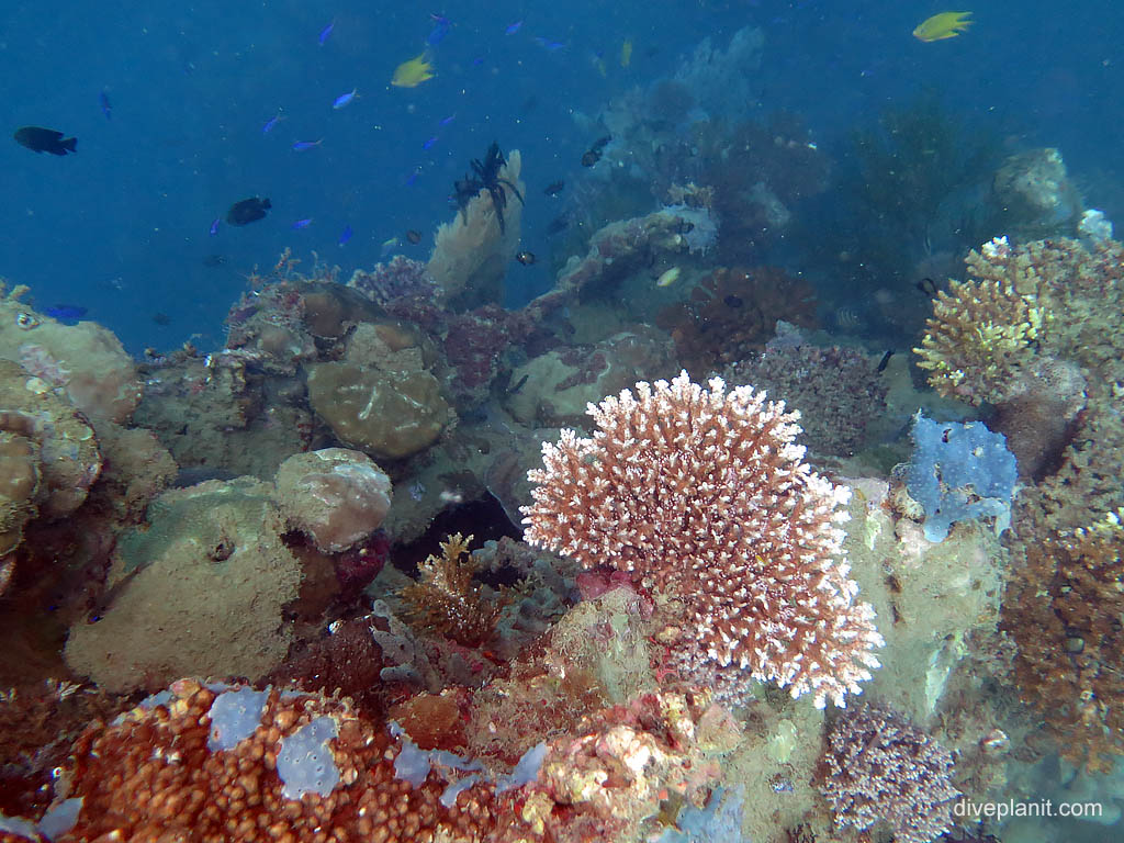 Hard corals growing all the way down at Bonegi 1 diving Honiara in the Solomon Islands by Diveplanit