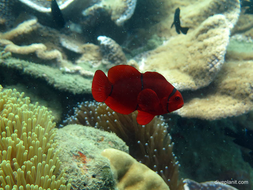 Spinecheek anemonefish at Bonegi 2 diving Honiara in the Solomon Islands by Diveplanit