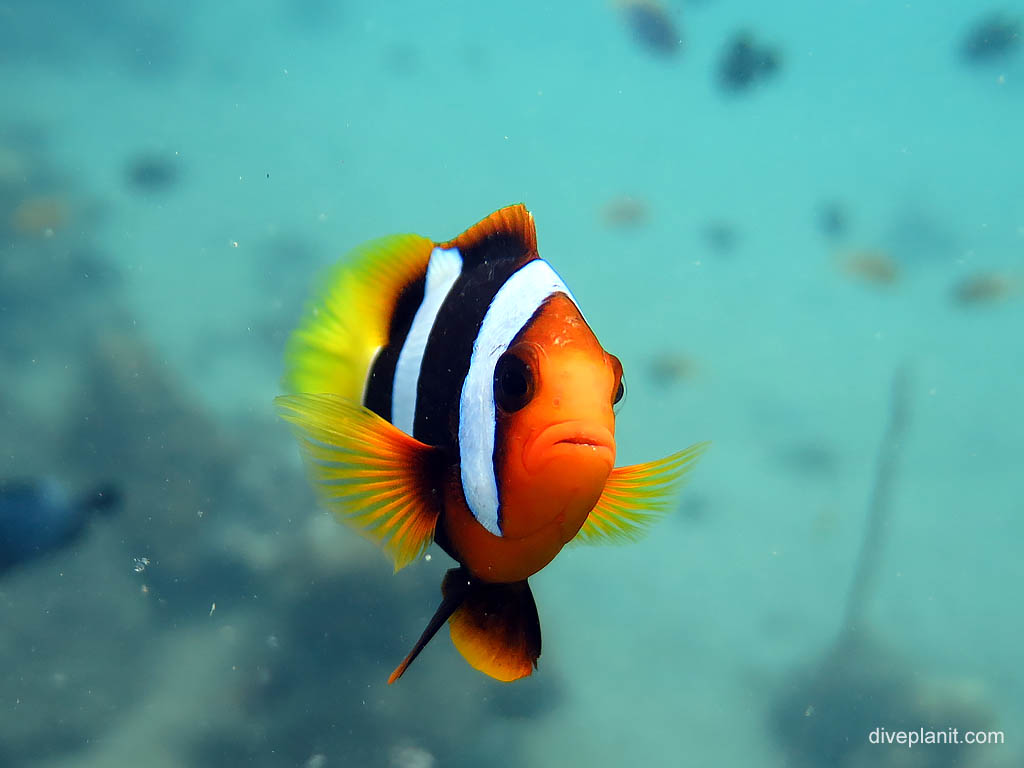 Local clownfish - face on at Bonegi 2 diving Honiara in the Solomon Islands by Diveplanit