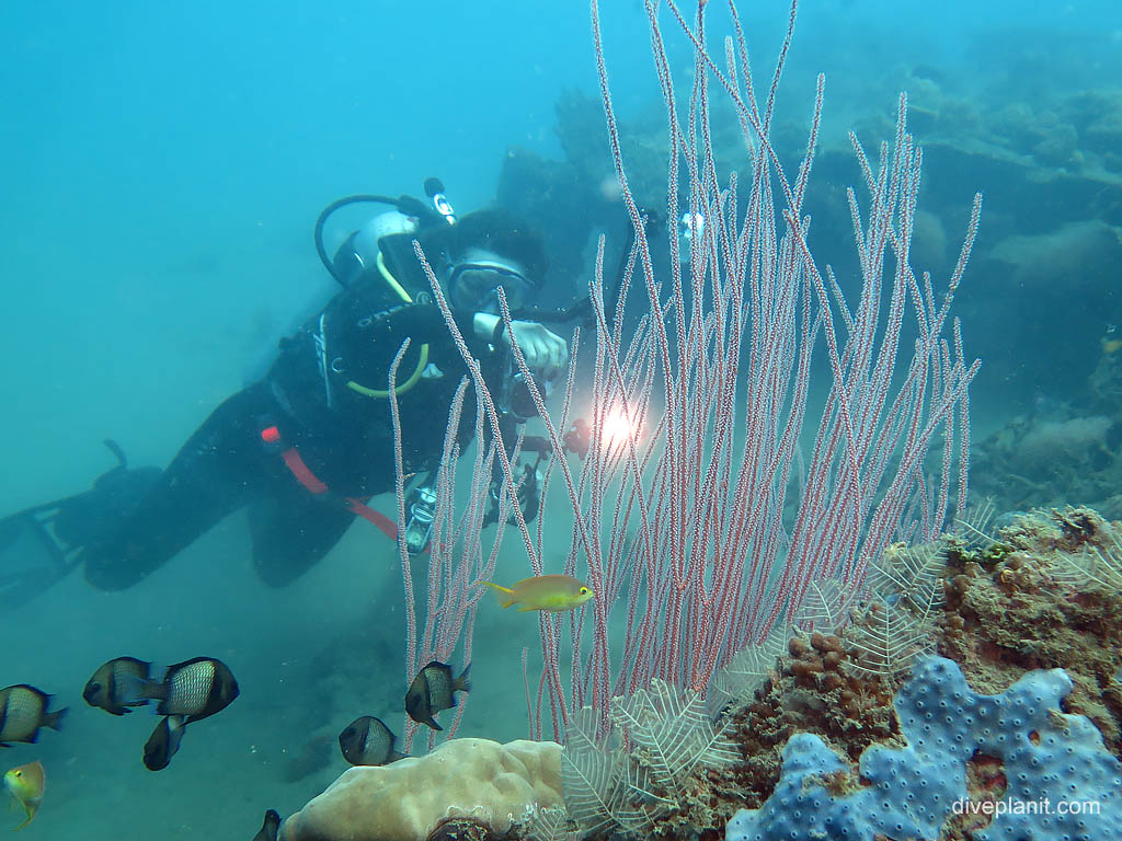 Diver photographing through the whip coral at Bonegi 2 diving Honiara in the Solomon Islands by Diveplanit