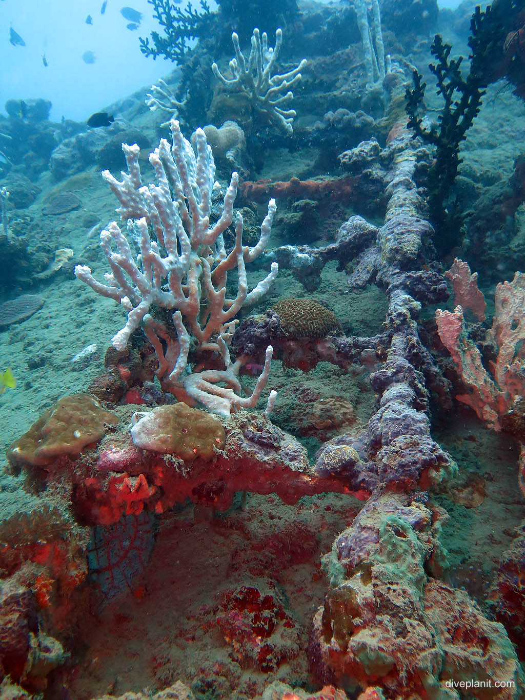 Ladder with coral at Bonegi 2 diving Honiara in the Solomon Islands by Diveplanit