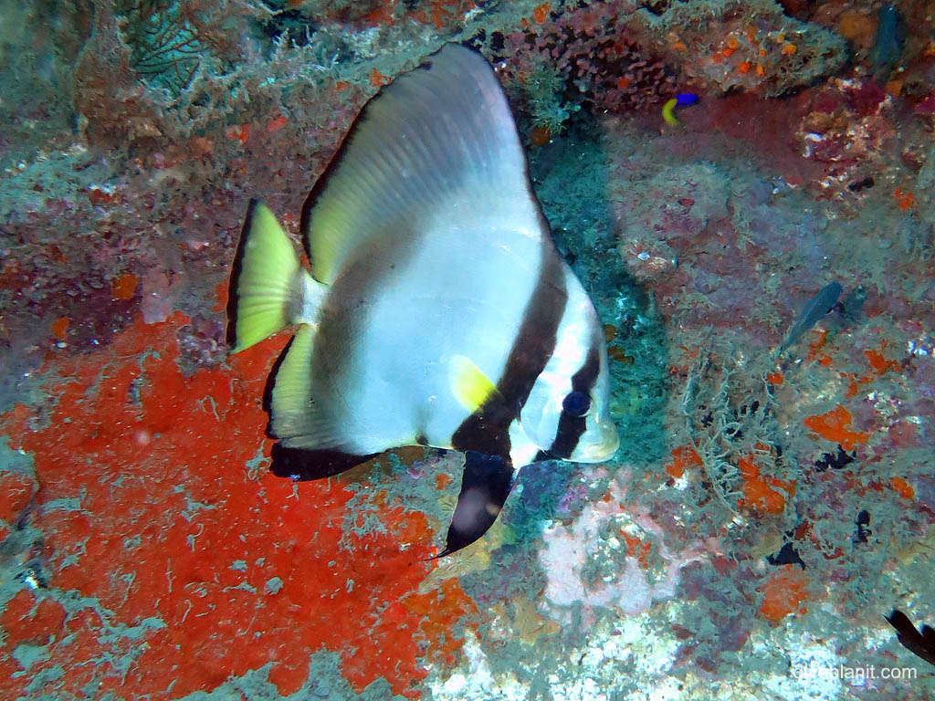 Round batfish at Bonegi 2 diving Honiara in the Solomon Islands by Diveplanit