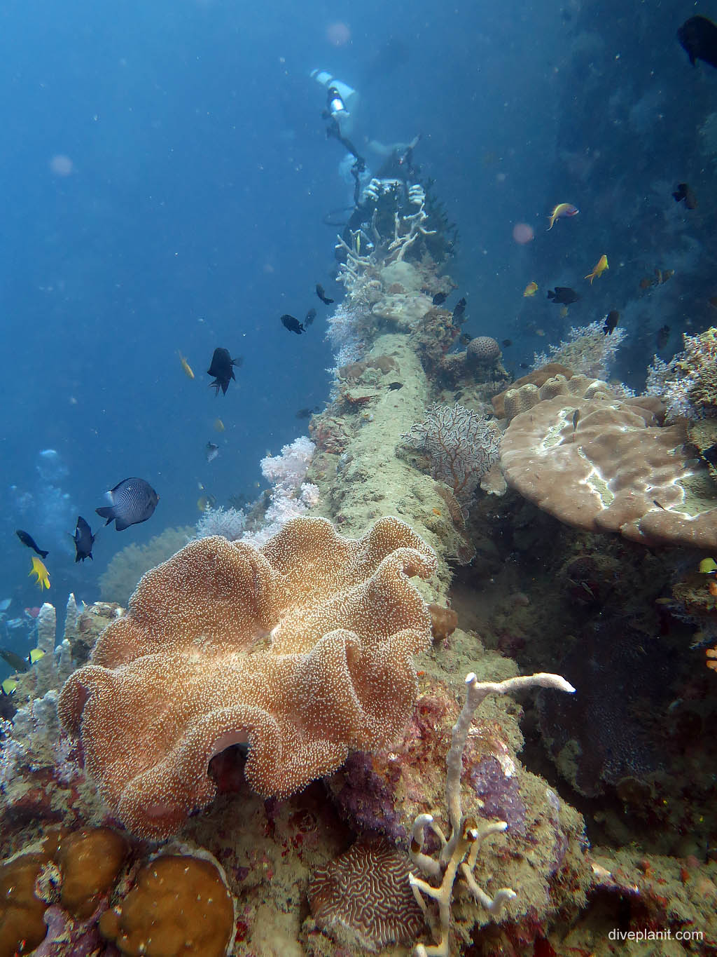 Gun with diver photographing the muzzle at Bonegi 2 diving Honiara in the Solomon Islands by Diveplanit