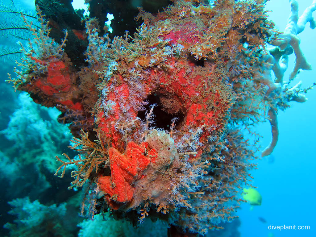 Muzzle of that gun with Cocks comb oyster at Bonegi 2 diving Honiara in the Solomon Islands by Diveplanit