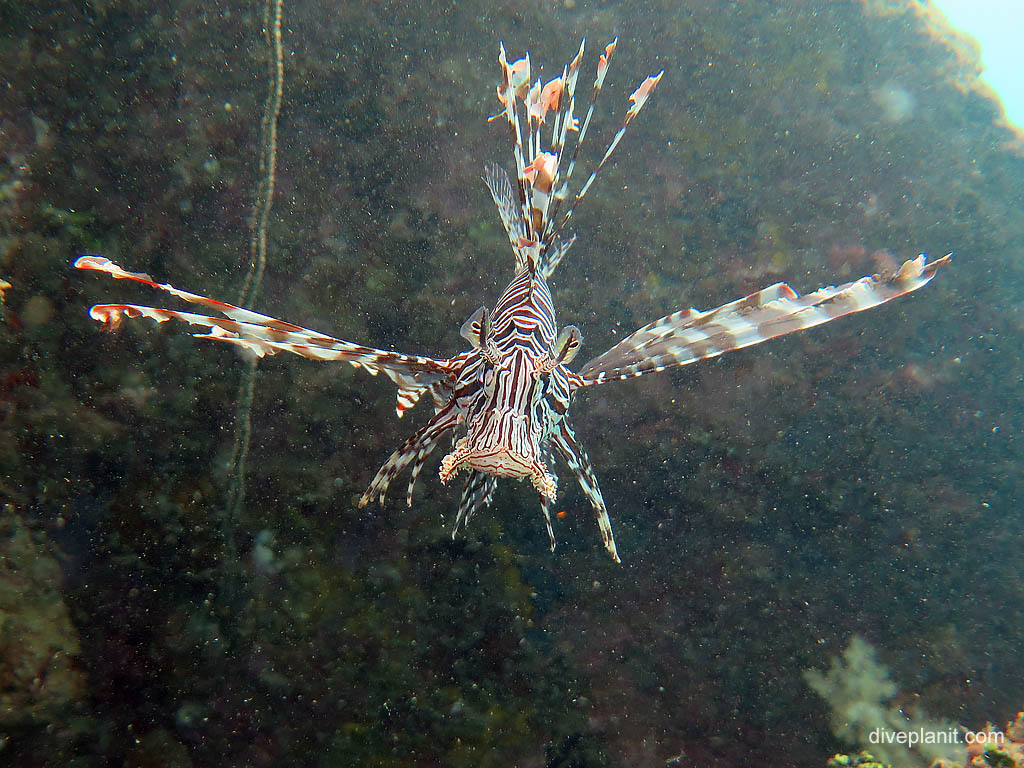 Lionfish face on at Bonegi 2 diving Honiara in the Solomon Islands by Diveplanit