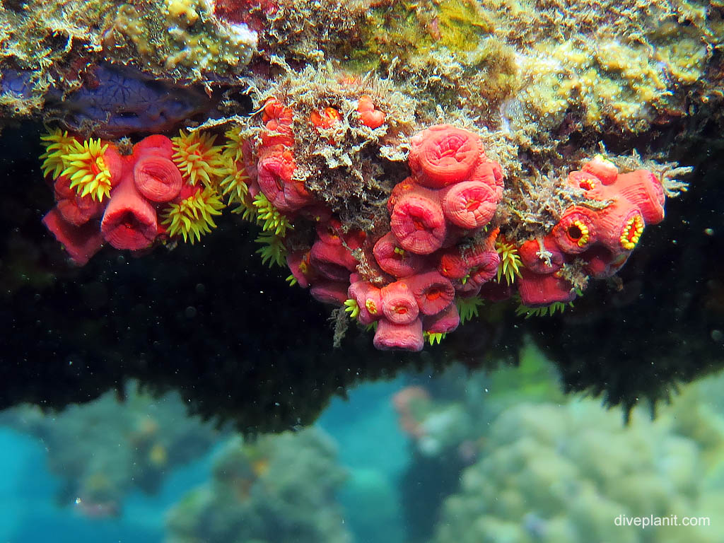 Colourful things at Bonegi 2 diving Honiara in the Solomon Islands by Diveplanit