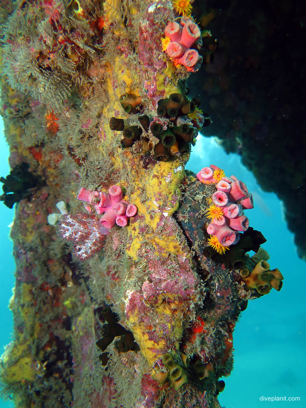 Colourful things at Bonegi 2 diving Honiara in the Solomon Islands by Diveplanit