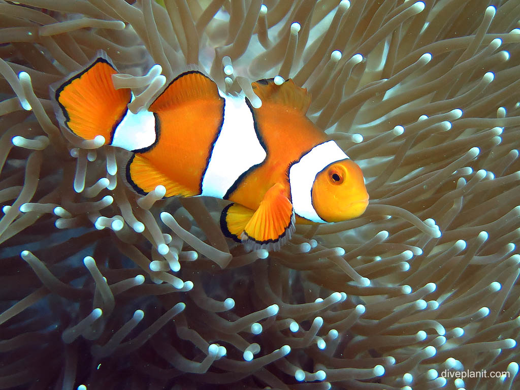 Western Clown Anemonefish from side at Bonegi 2 diving Honiara in the Solomon Islands by Diveplanit