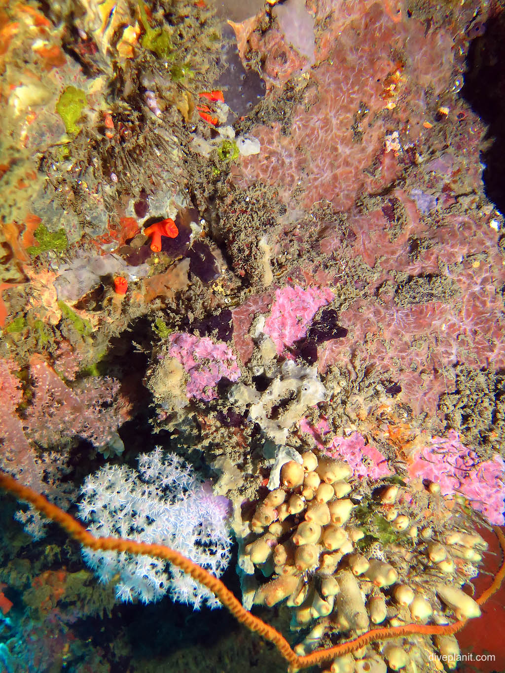 Inside wall is covered with colour at I-1 Submarine diving Honiara in the Solomon Islands by Diveplanit