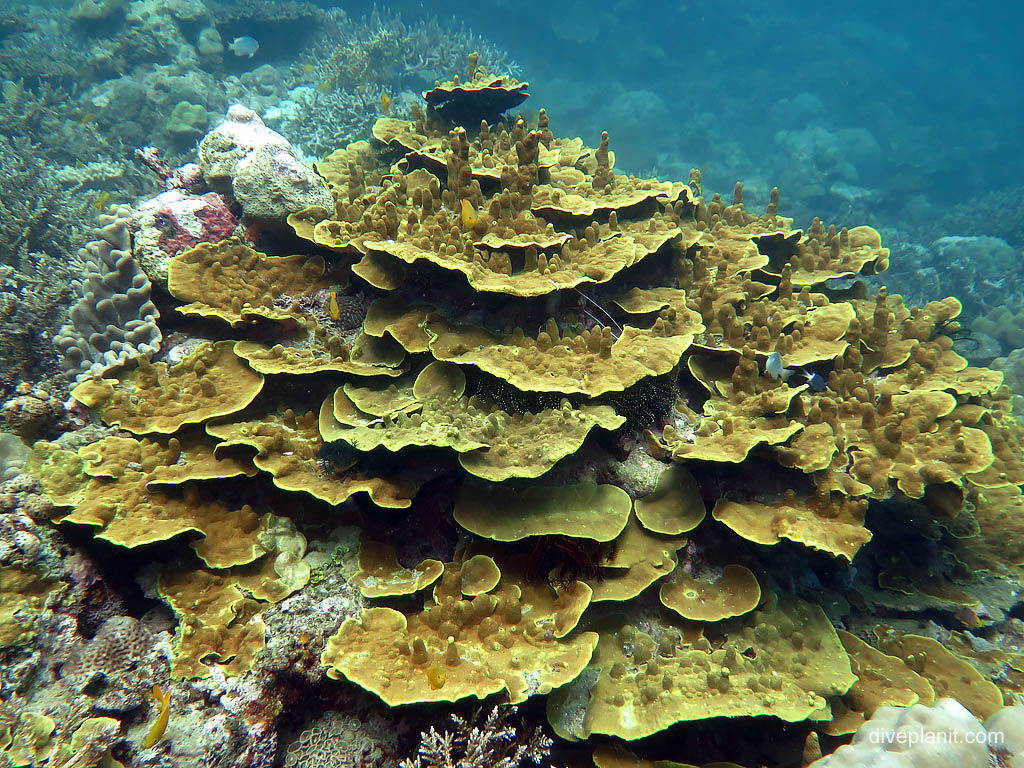Beautiful coral stack on the snorkel at I-1 Submarine diving Honiara in the Solomon Islands by Diveplanit