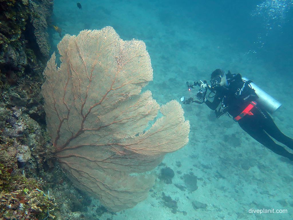 Deb and the big red seafan again at I-1 Submarine diving Honiara in the Solomon Islands by Diveplanit