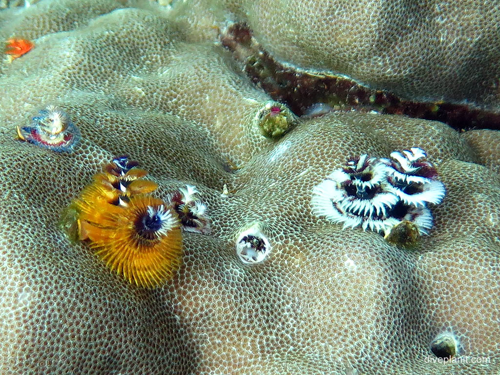 Christmas tree worms at I-1 Submarine diving Honiara in the Solomon Islands by Diveplanit
