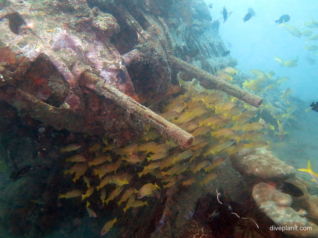 Gun turret with Snapper at B17 Bomber diving Guadalcanal. Scuba holiday travel planning for Solomon Islands - where, who and how
