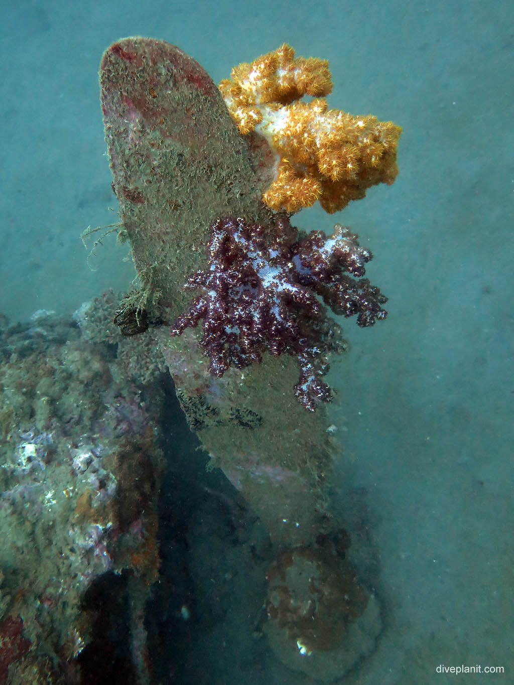 Propellor with soft corals at B17 Bomber diving Honiara in the Solomon Islands by Diveplanit