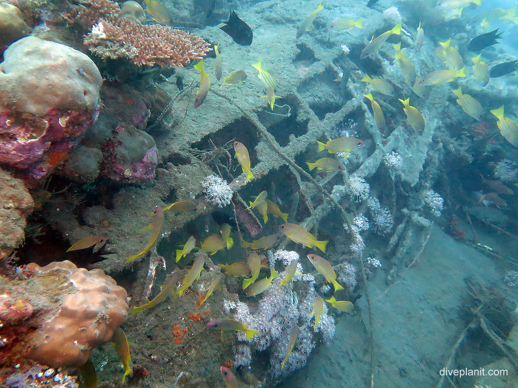 Section of fuselage with snapper at B17 Bomber diving Honiara in the Solomon Islands by Diveplanit