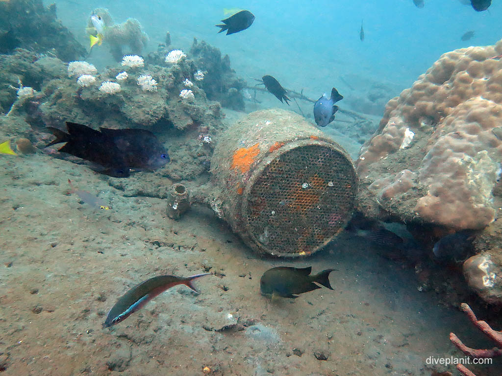 Some kind of filter with fish at B17 Bomber diving Honiara in the Solomon Islands by Diveplanit