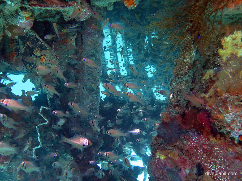Small fish inside the wreck at B17 Bomber diving Honiara in the Solomon Islands by Diveplanit