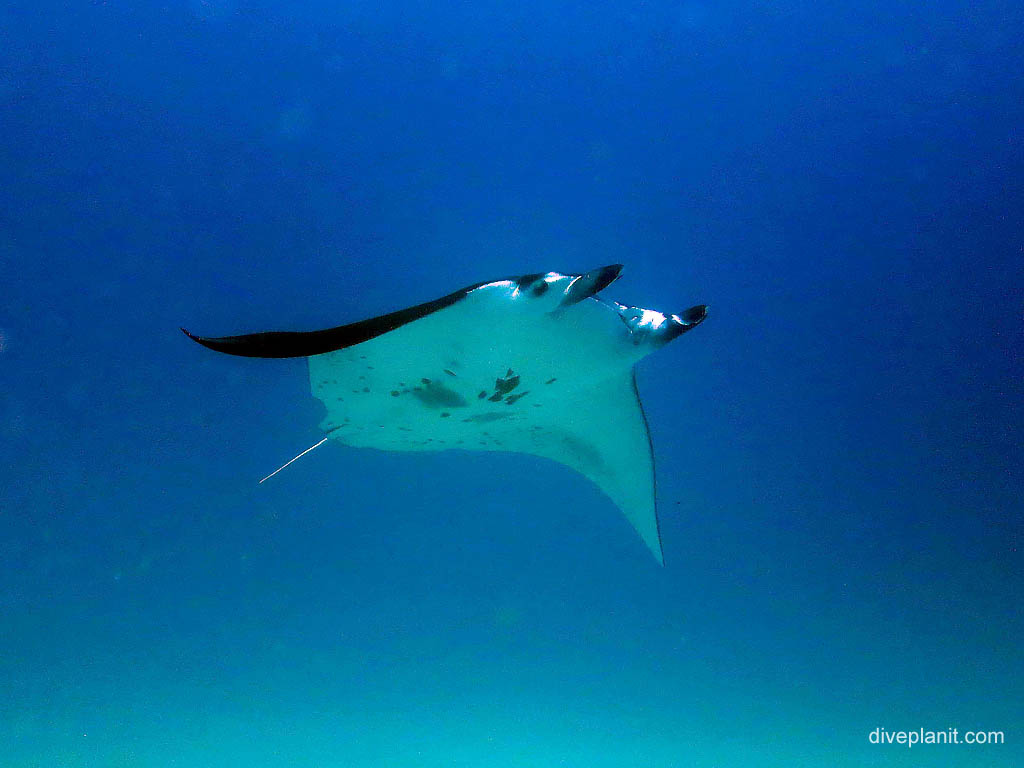 Manta soars overhead at Wreck diving Lady Elliot Island. Scuba holiday travel planning for Lady Elliot Island - where, who and how