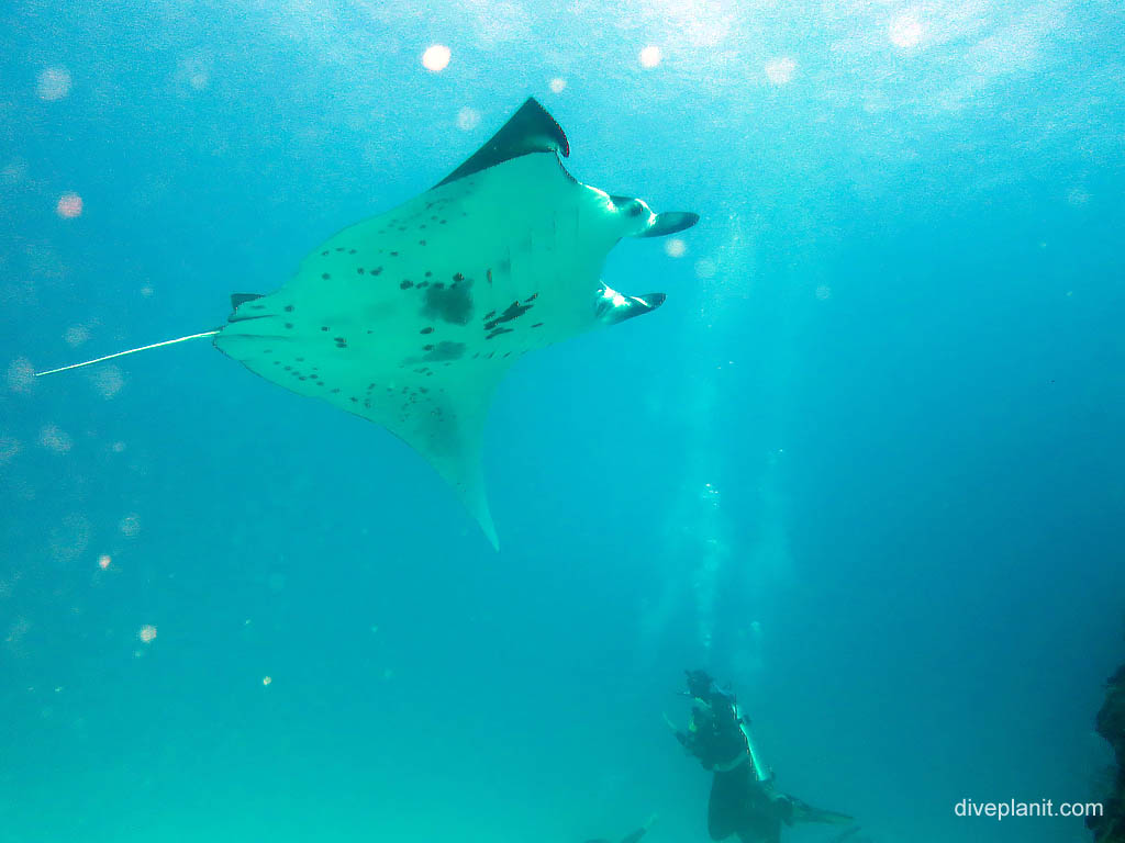 Manta over diver at Wreck diving Lady Elliot Island. Scuba holiday travel planning for Lady Elliot Island - where, who and how
