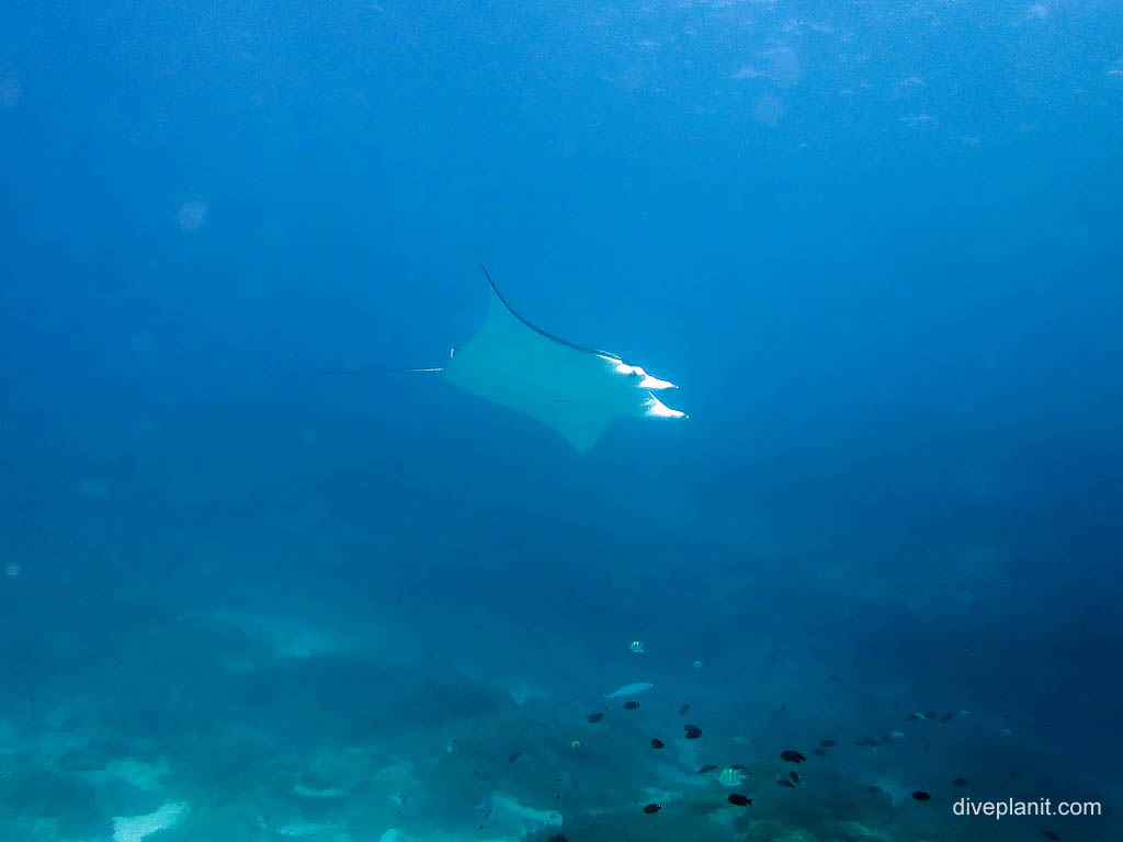 Manta - light catching face at Wreck diving Lady Elliot Island. Scuba holiday travel planning for Lady Elliot Island - where, who and how
