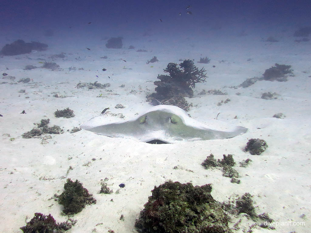 Cow tail ray under a sandy blankey at Second Reef diving Lady Elliot Island. Scuba holiday travel planning for Lady Elliot Island - where, who and how