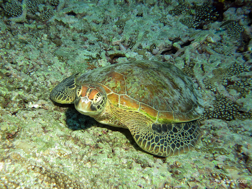 Relaxed turtle at Second Reef diving Lady Elliot Island. Scuba holiday travel planning for Lady Elliot Island - where, who and how
