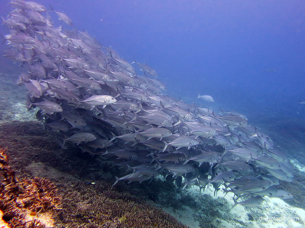 A swirling pack of Brassy trevally at Second Reef diving Lady Elliot Island. Scuba holiday travel planning for Lady Elliot Island - where, who and how