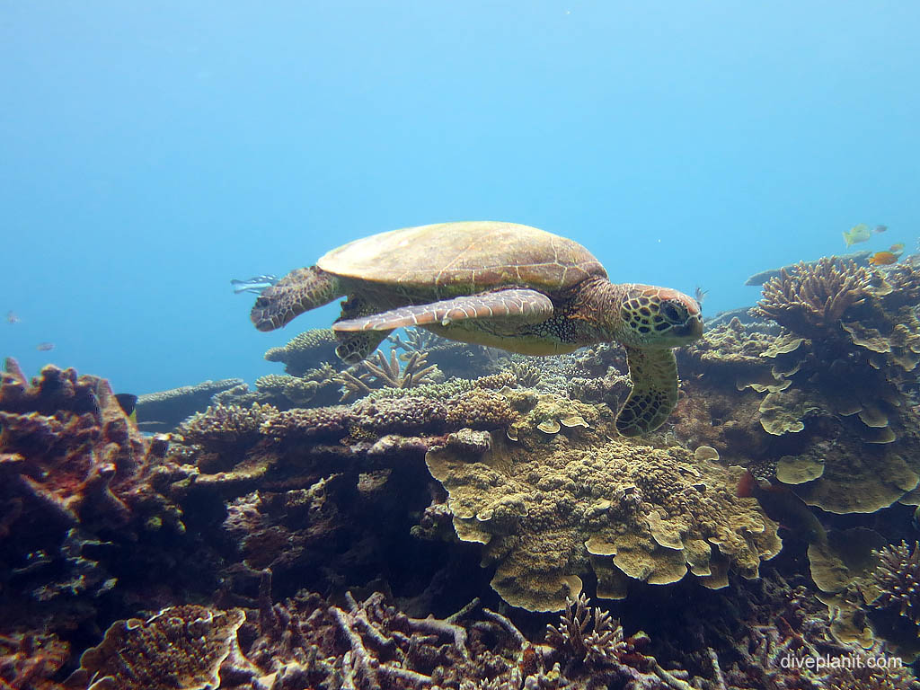 Turtle skims over coral up close at Lighthouse Bommies diving Lady Elliot Island. Scuba holiday travel planning for Lady Elliot Island - where, who and how