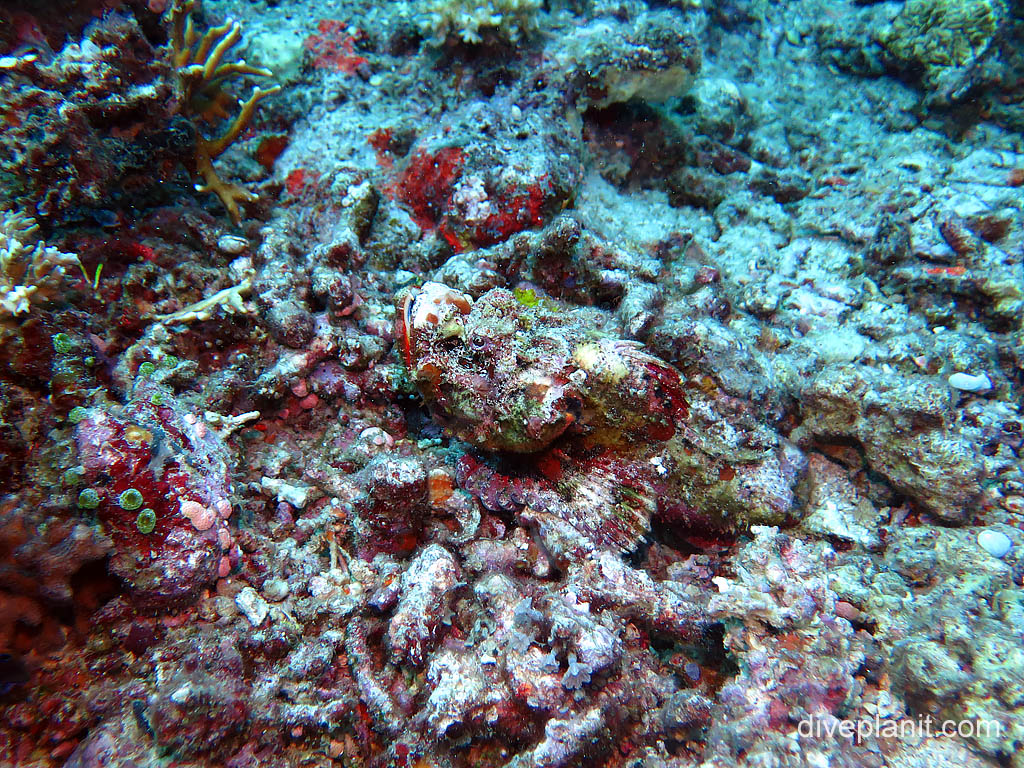 Devil scorpionfish (look for the eye in the centre of the photo) at Secret Reef diving The Gilis. Scuba dive holiday travel planning tips for The Gilis Indonesia - where, when, who and how