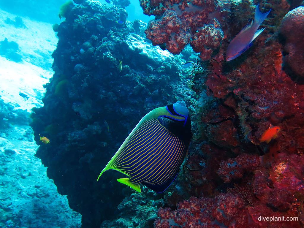 Emperor Angelfish at Wreck diving Lady Elliot Island. Scuba holiday travel planning for Lady Elliot Island - where, who and how