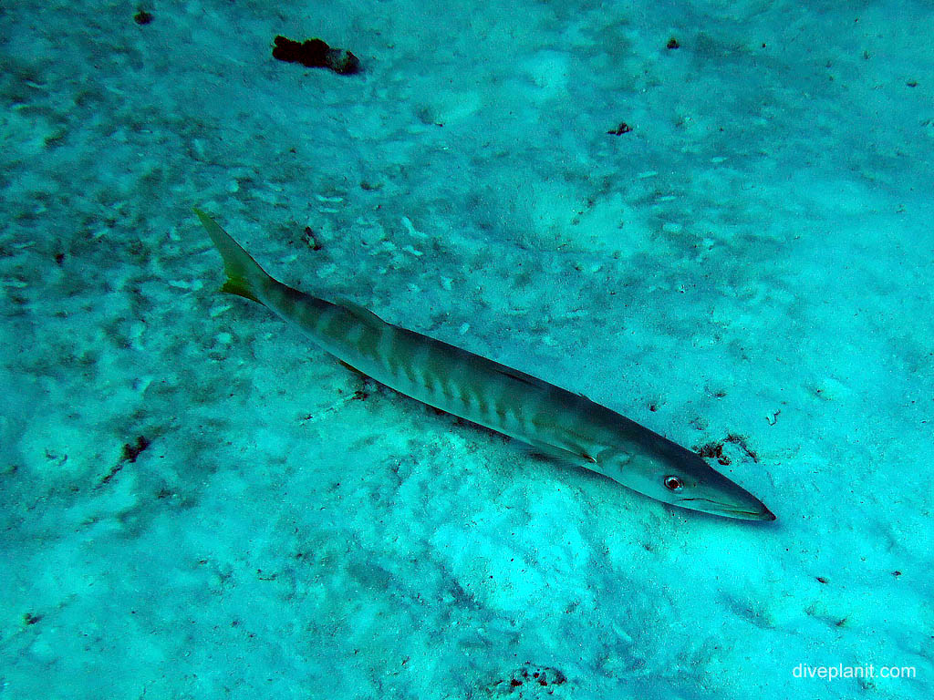 Barracuda on sand at Wreck diving Lady Elliot Island. Scuba holiday travel planning for Lady Elliot Island - where, who and how