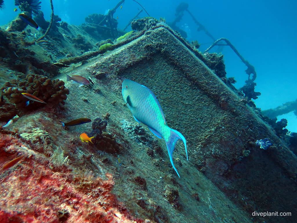 Parrotfish on the wreck at Wreck diving Lady Elliot Island. Scuba holiday travel planning for Lady Elliot Island - where, who and how