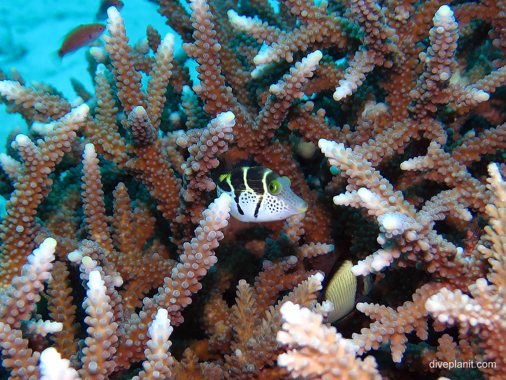 Blacksaddle toby at Second Reef diving Lady Elliot Island. Scuba holiday travel planning for Lady Elliot Island - where, who and how