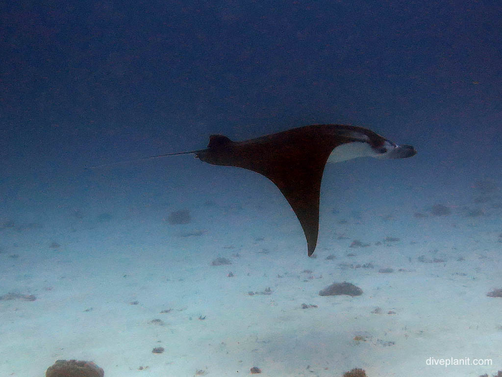 Manta glides by at Lighthouse Bommies diving Lady Elliot Island. Scuba holiday travel planning for Lady Elliot Island - where, who and how