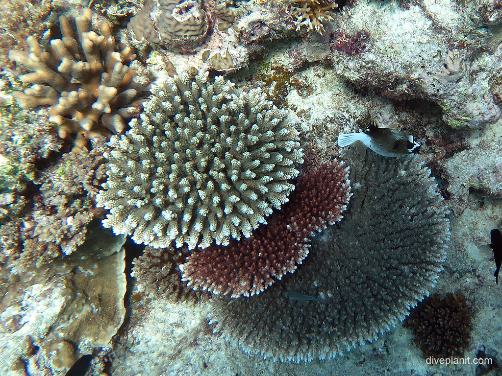 Blackspotted puffer - but look at the coral varieties too at Tennements diving Heron Island. Scuba holiday travel planning for Heron Island - where, who and how