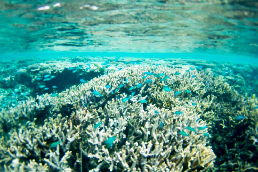 Staghorn coral on the Southern Great Barrier Reef