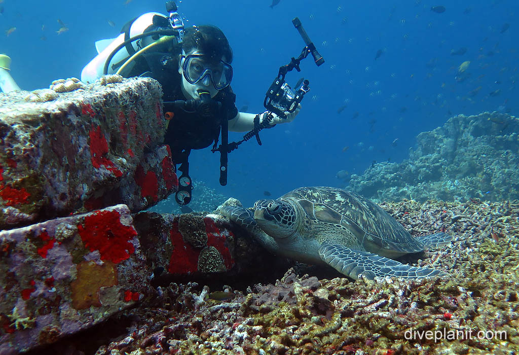Hundreds of turtles, Gili Islands Diving