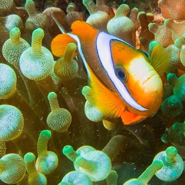 @aquosity TEQ Southern Great Barrier Reef Instagram competition finalist
