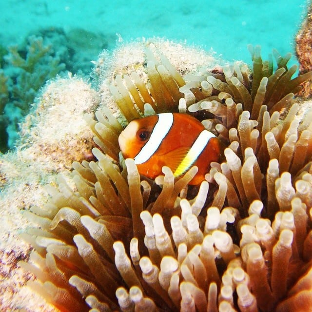 @nina_diver26 TEQ Southern Great Barrier Reef Instagram competition finalist