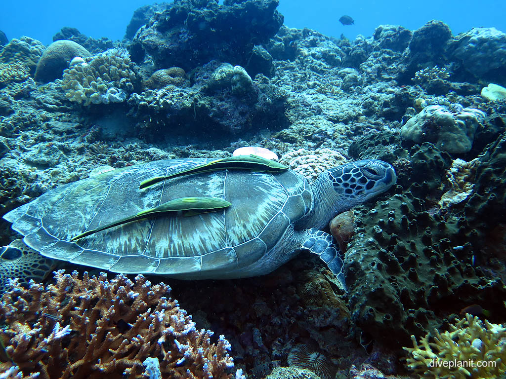 Turtle with remora